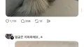 이 치와와는 어디서 왔나요?