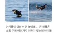 아기 고래의 사랑스러운 따라하기!