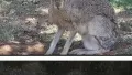 여우상 여자의 매력, 그 비밀은?