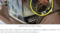 더위에 고생 중인 애완새우