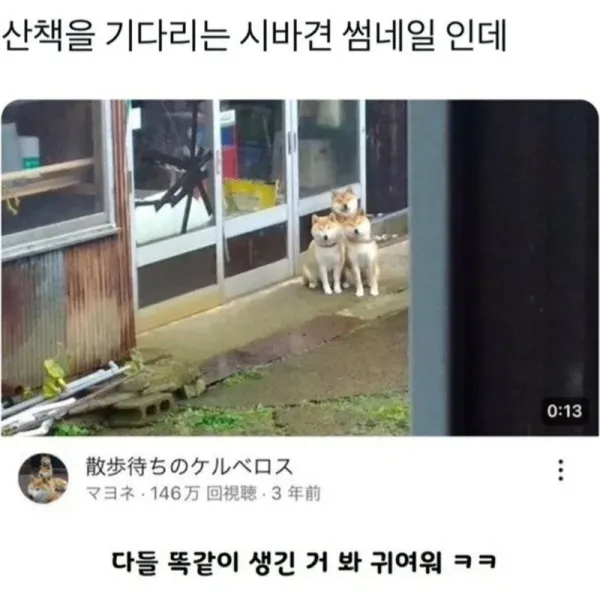산책을 기다리는 시바견들