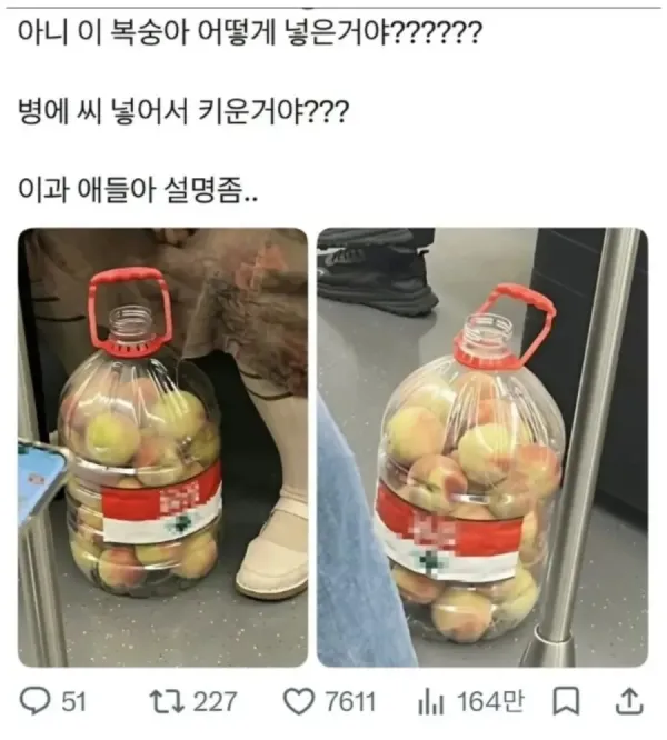 복숭아가 담긴 큰 병
