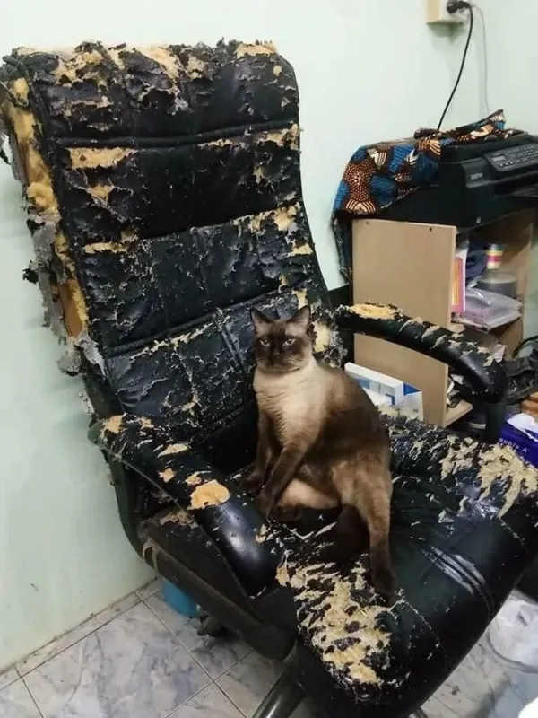 망가진 의자에 앉은 고양이
